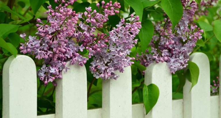 prix clôture en bois